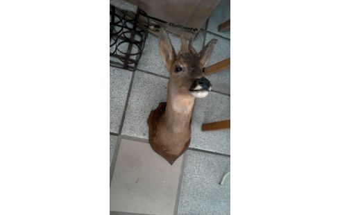 TROFEO DE CAZA, , CIERVA