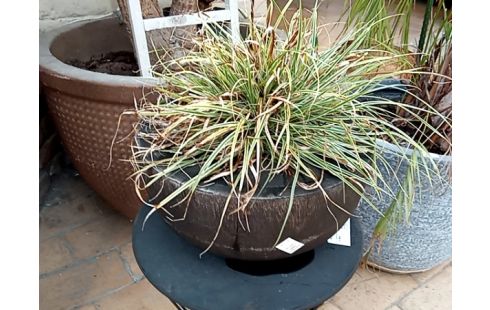 CACHE POT bois et plante