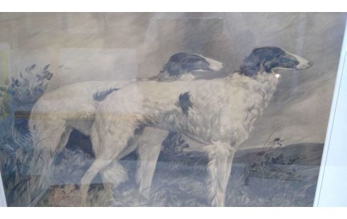 KADER PRENT WINDHONDEN AJ VANTHOF