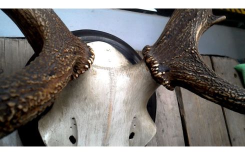 OBJETO DECORACIÓN, , CORNAMENTA DE CIERVO GRANDE