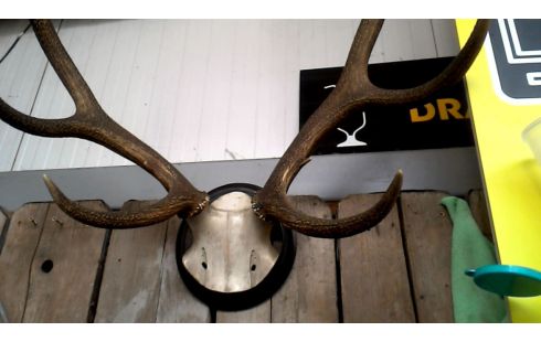 OBJETO DECORACIÓN, , CORNAMENTA DE CIERVO GRANDE
