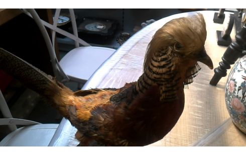 OBJET DECO, , FAISAN