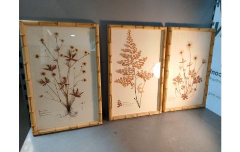 DECORATION PLANCHE HERBIER