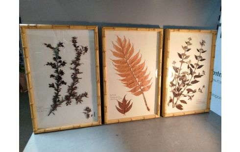 DECORATION PLANCHE HERBIER