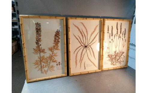 DECORATION PLANCHE HERBIER