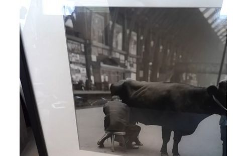 CADRE TRAITE DE VACHE