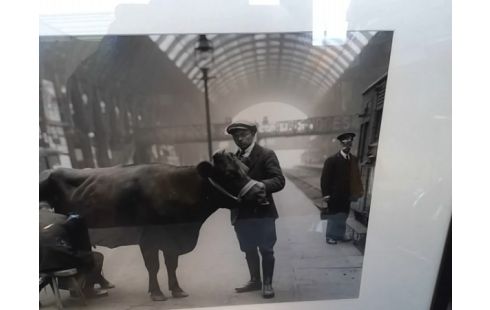 CADRE TRAITE DE VACHE