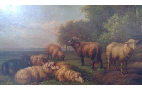 SCHILDERIJ SCHAPEN HENRY SCHOUTEN