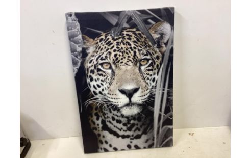 CADRE felin CADRE FELIN