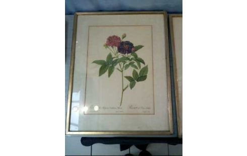 KUNSTDRUCK I.R. ROSEN VERSCH. <REDOUTE>