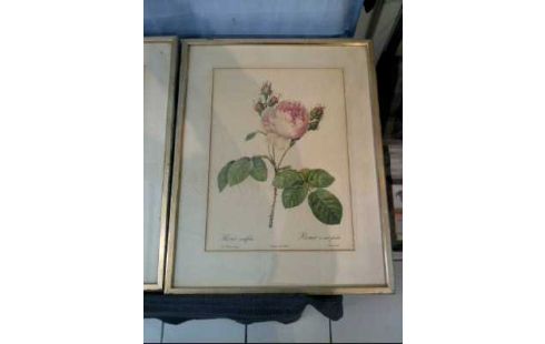 KUNSTDRUCK I.R. ROSEN VERSCH. <REDOUTE>