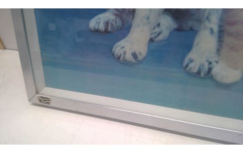 KADER KITSCH HOND EN