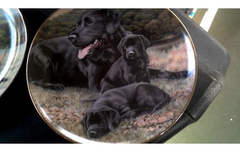 BORD HONDEN FRANKLIN