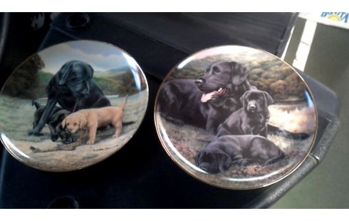 BORD HONDEN FRANKLIN