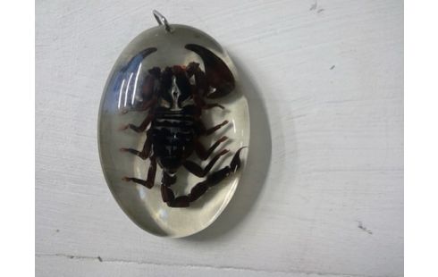 DECORATIE BEESTJE IN RESIN ENTOMOLOGIE