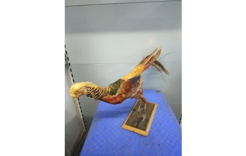 TAXIDERMIE