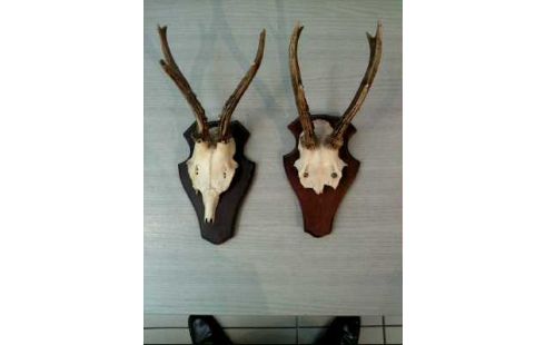 JAGDTROPHÄE REHGEWEIH HOLZTAFEL 1930 2ER-SET