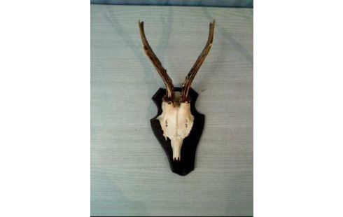 JAGDTROPHÄE REHGEWEIH HOLZTAFEL 1930 2ER-SET