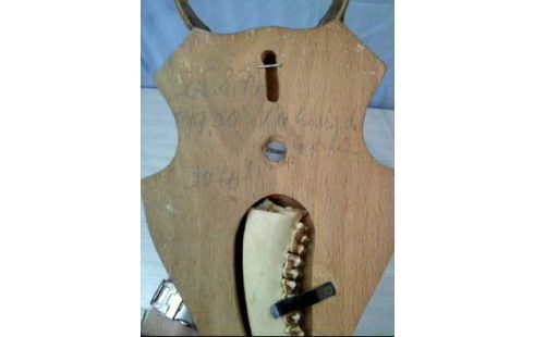 JAGDTROPHÄE REHGEWEIH HOLZTAFEL 1930 2ER-SET