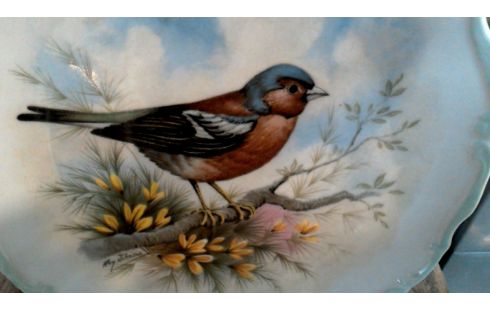 PLATO, , PÁJARO ROYAL