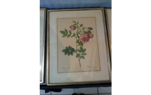 KUNSTDRUCK I.R. ROSEN VERSCH. <REDOUTE>