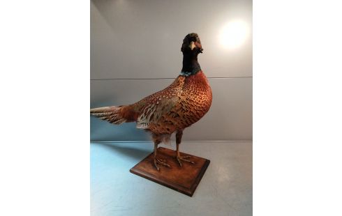 TAXIDERMIE