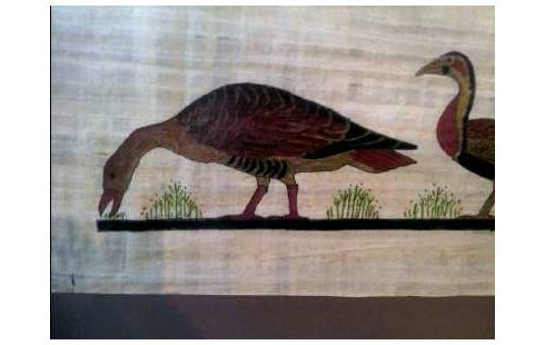 BILD I.R. PAPYRUS ÄGYPTISCH 3-GÄNSE