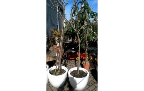 BLOEMPOT VIJGENBOOM PER STUK