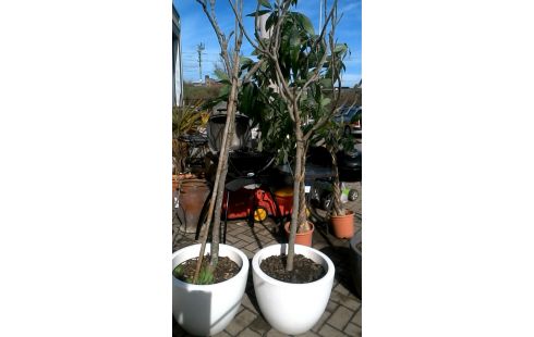 BLOEMPOT VIJGENBOOM PER STUK