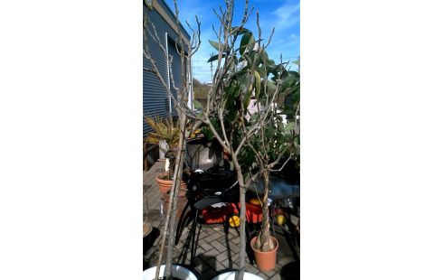 BLOEMPOT VIJGENBOOM PER STUK