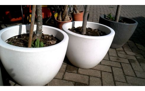 BLOEMPOT VIJGENBOOM PER STUK