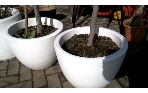 BLOEMPOT VIJGENBOOM PER STUK