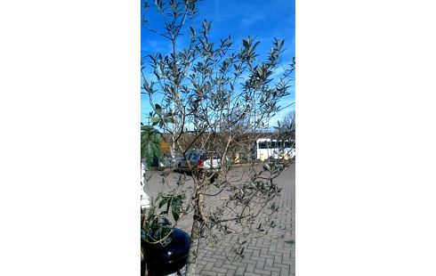 BLOEMPOT OLIJFBOOM