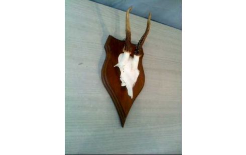 GEWEIH HOLZ DUNKEL KLEIN