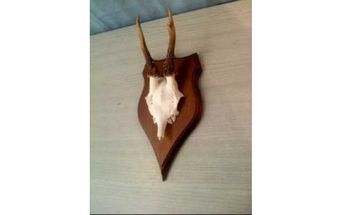 GEWEIH HOLZ DUNKEL KLEIN