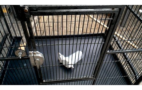 VOGELKOOI. GROOT ANTRACIET MOBIEL