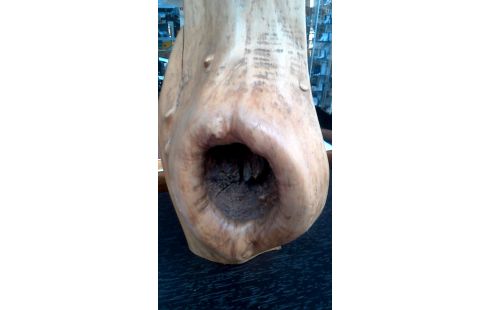 KANDELAAR BOOMSTRONK