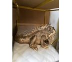 IGUANE DORE 1M