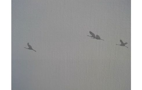 KADERS SCHILDERIJ TWEELUIK EENDENTREK