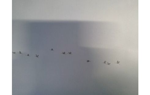 KADERS SCHILDERIJ TWEELUIK EENDENTREK
