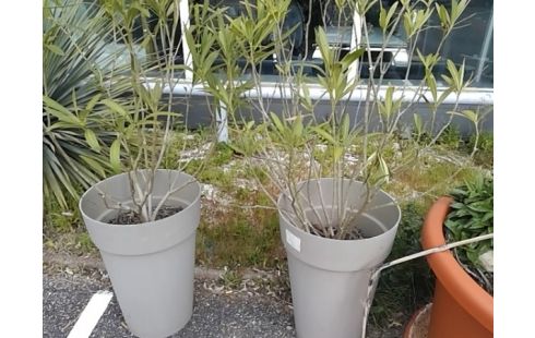 CACHE POT EXTERIEUR XL