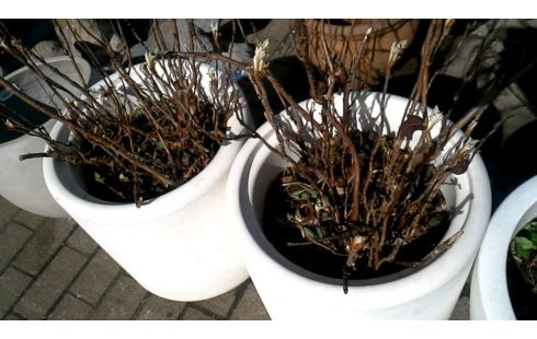 POT DE FLEURS BLANCHE PVC MET, , PLANTE L UNITE