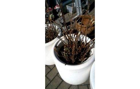 POT DE FLEURS BLANCHE PVC MET, , PLANTE L UNITE