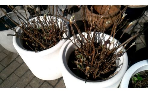 POT DE FLEURS BLANCHE PVC MET, , PLANTE L UNITE