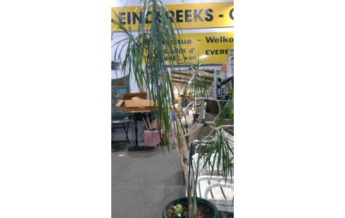 PORTE PLANTE + PLANTE