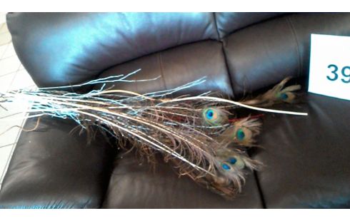 LOT DE  PLUMES  DE 