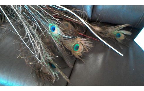 LOT DE  PLUMES  DE 