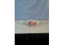 Troc - Image Produit