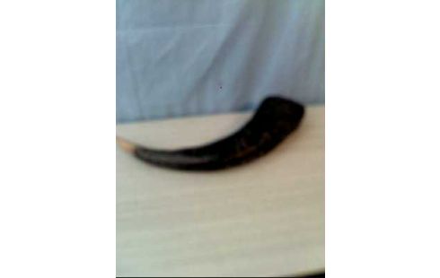 HORN SCHWARZ