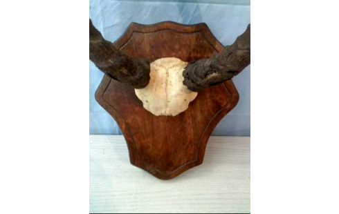 TROPHEE DE CHASSE